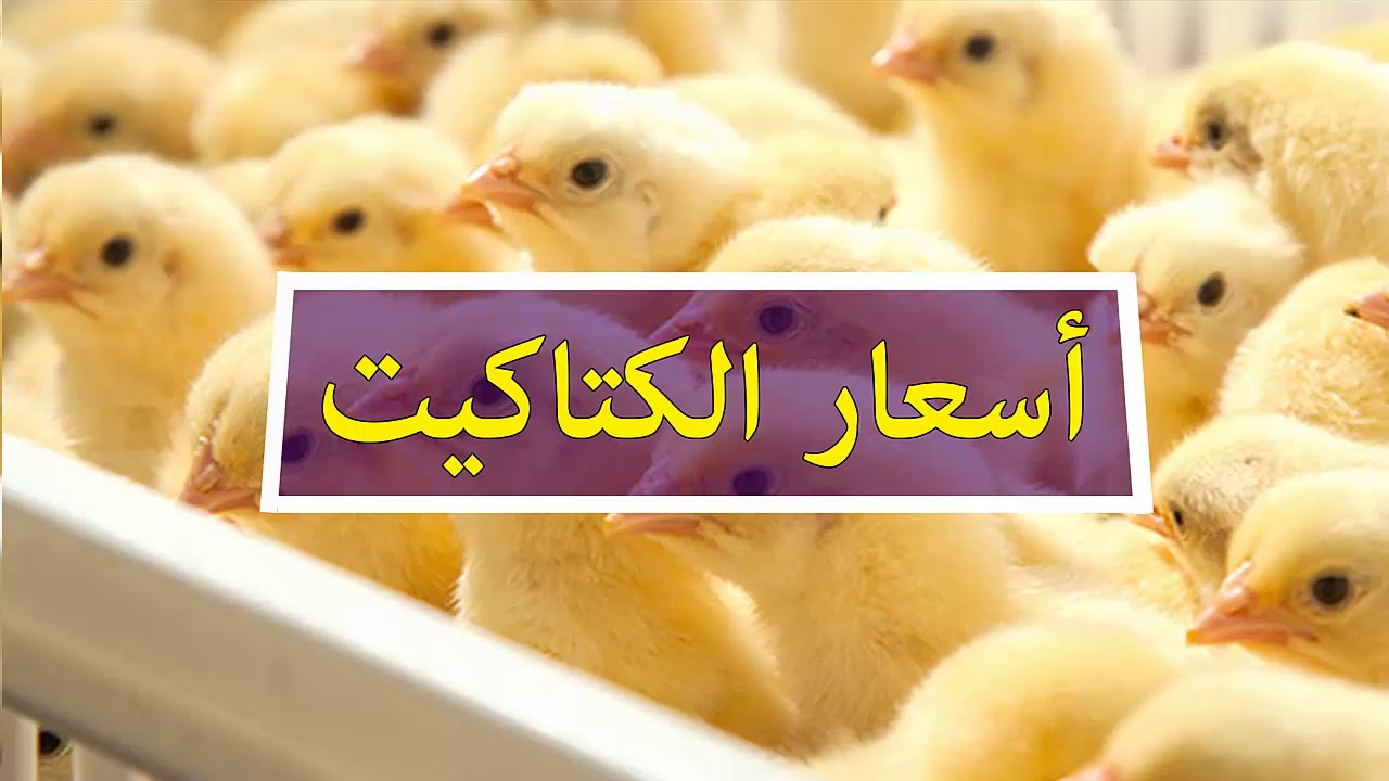 “ابيض وساسة وبلدي” بورصة الكتكوت الابيض اليوم في الشركات السبت 26 يناير 2025 وأسعار الدواجن