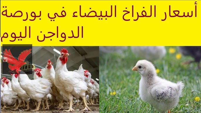 الحقي اشتري بسرعة دلوقتي.. أسعار الفراخ اليوم الأربعاء 26 فبراير 2025 في بورصة الدواجن وللمستهلك “نازلة لتحت وبتفرح ست الكل”