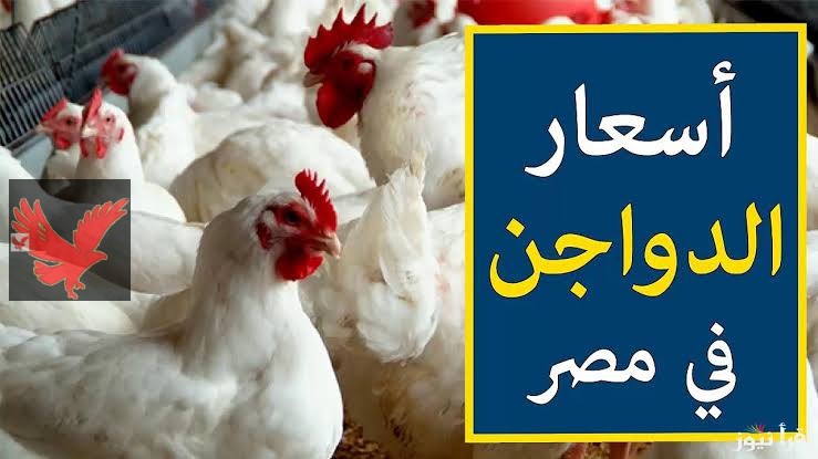 عاجل “الستات مصدومين من اللي حصل!”.. تعرف علي أسعار الفراخ البيضاء اليوم الأحد 18 مايو 2025 في بورصة الدواجن .. الأسعار ولعت نار !