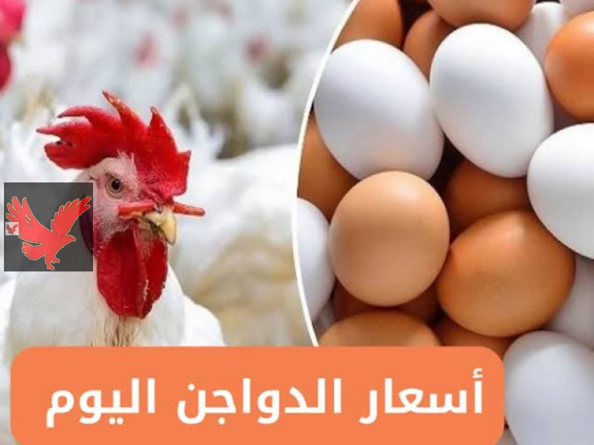 عاجل “الستات مصدومين من اللي حصل!”.. انفجار أسعار الفراخ البيضاء اليوم الإثنين اليوم 26 مايو 2025 في بورصة الدواجن .. الدواجن ولعت نار !