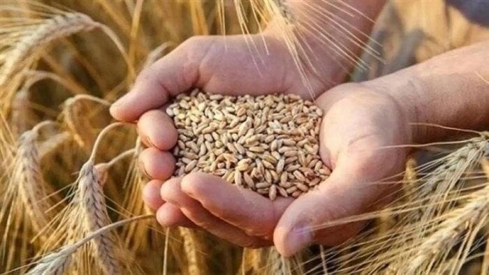 سعر طن الأرز الشعير اليوم الأحد 24 أغسطس 2025